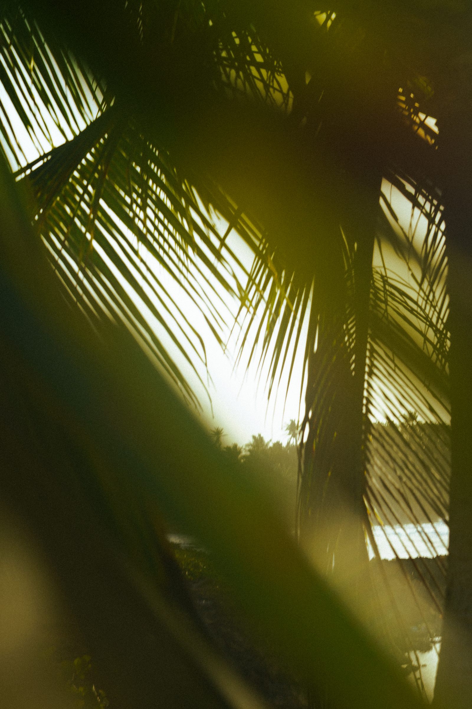 A scenic frame from The Resident Suite