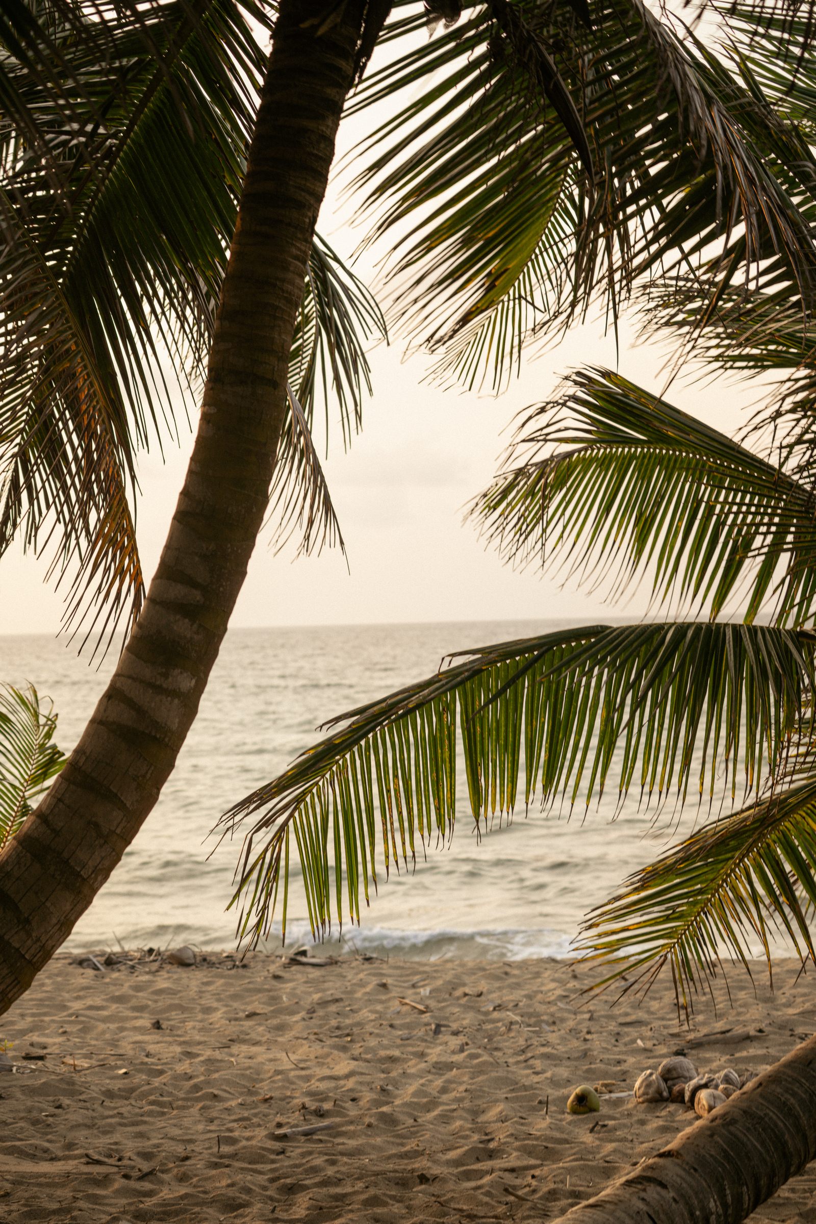 A palm leaning over a beach at sunset